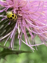 Diabrotica undecimpunctata