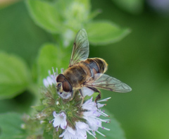 Eristalis tenax
