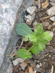 Angiospermae