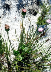 Othonna digitata
