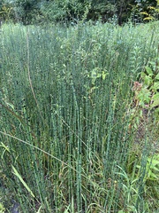 Equisetum