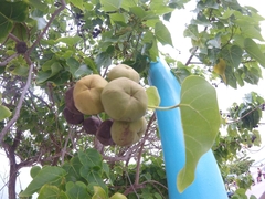 Thespesia populnea