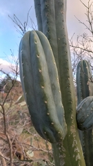 Trichocereus