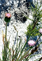 Othonna digitata