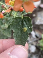 Puccinia