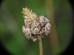 Codophila varia