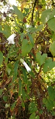 Convolvulaceae