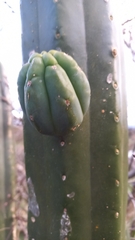 Trichocereus