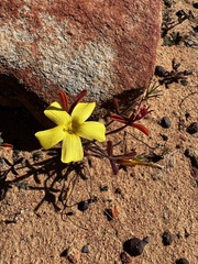 Oxalis obtusa