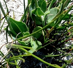 Othonna digitata