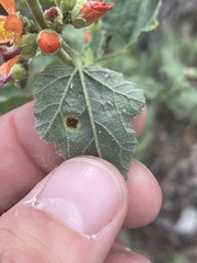 Puccinia
