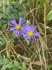 Eurybia spectabilis