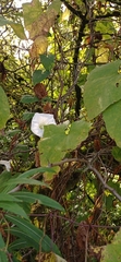 Convolvulaceae