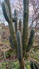 Trichocereus