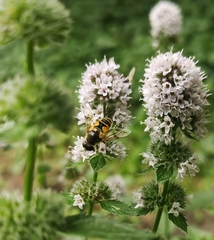 Eristalis horticola