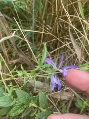 Eurybia spectabilis
