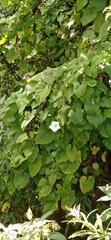 Convolvulaceae