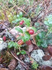 Vaccinium vitis-idaea