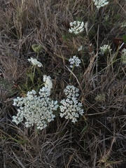 Daucus carota