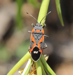 Lygaeus kalmii