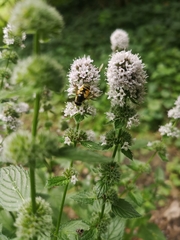 Eristalis horticola