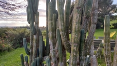Trichocereus