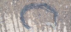 Drymobius margaritiferus