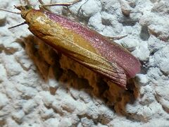 Oncocera semirubella