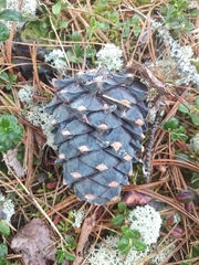 Pinus sibirica
