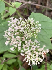 Mikania scandens