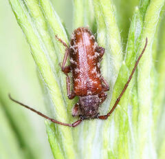 Eupogonius tomentosus