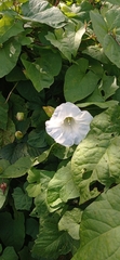 Calystegia