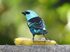 Stilpnia cyanicollis