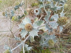 Eryngium maritimum