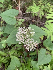 Mikania scandens