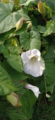Calystegia