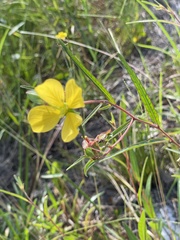 Ludwigia maritima
