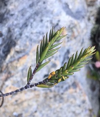Struthiola