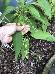 Phytolacca americana