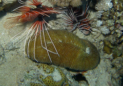 Ctenactis