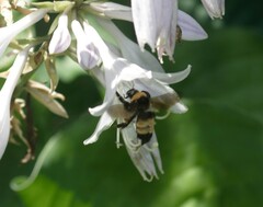 Bombus auricomus