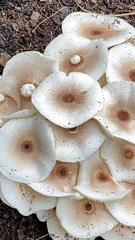 Leucoagaricus americanus