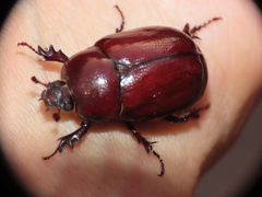Phyllognathus excavatus