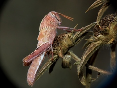 Anacridium aegyptium