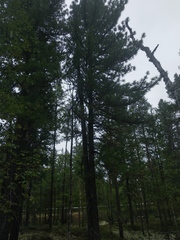 Pinus sibirica