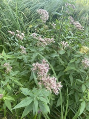 Eupatorium cannabinum