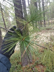 Pinus sibirica
