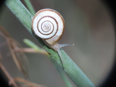 Helicella itala