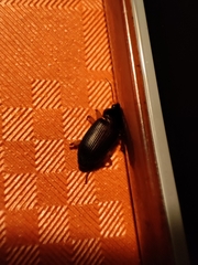 Harpalus rufipes
