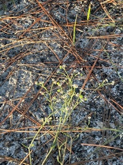 Euphorbia polyphylla